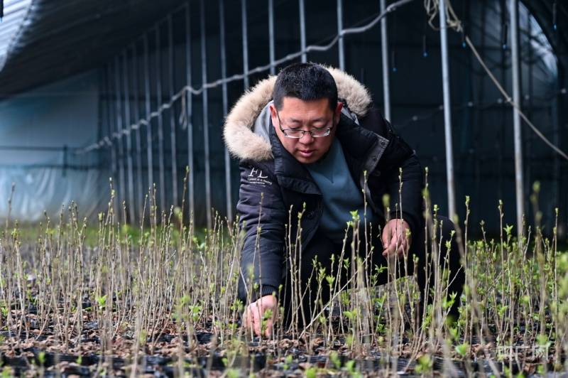 山东栖霞龙头昂起引领果都经济腾飞