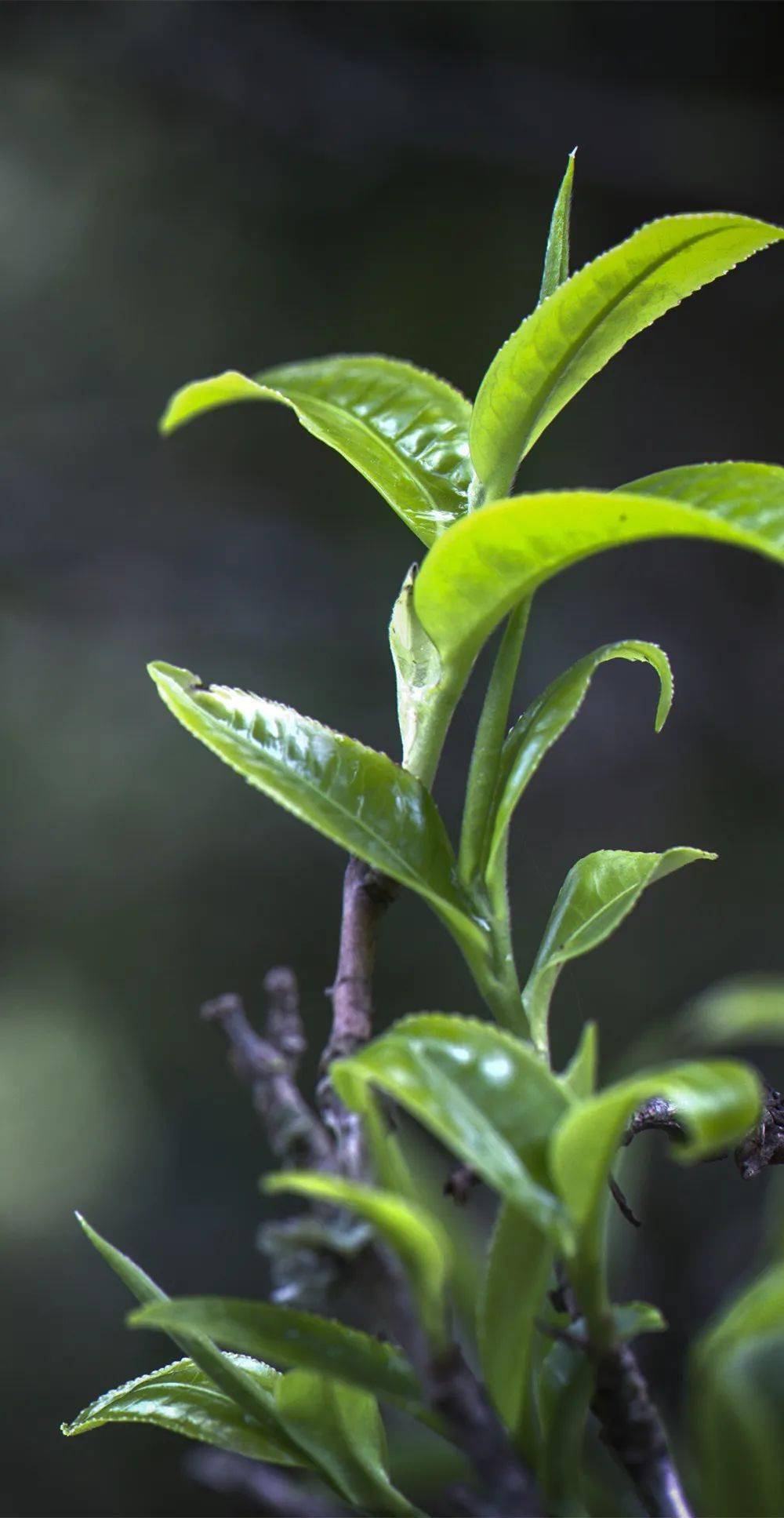 经常喝茶