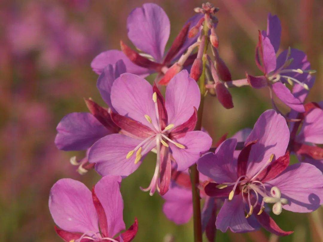 据史籍《清朝通志·氏族略·附载蒙古八旗姓》记载:蒙古族鄂柳特氏