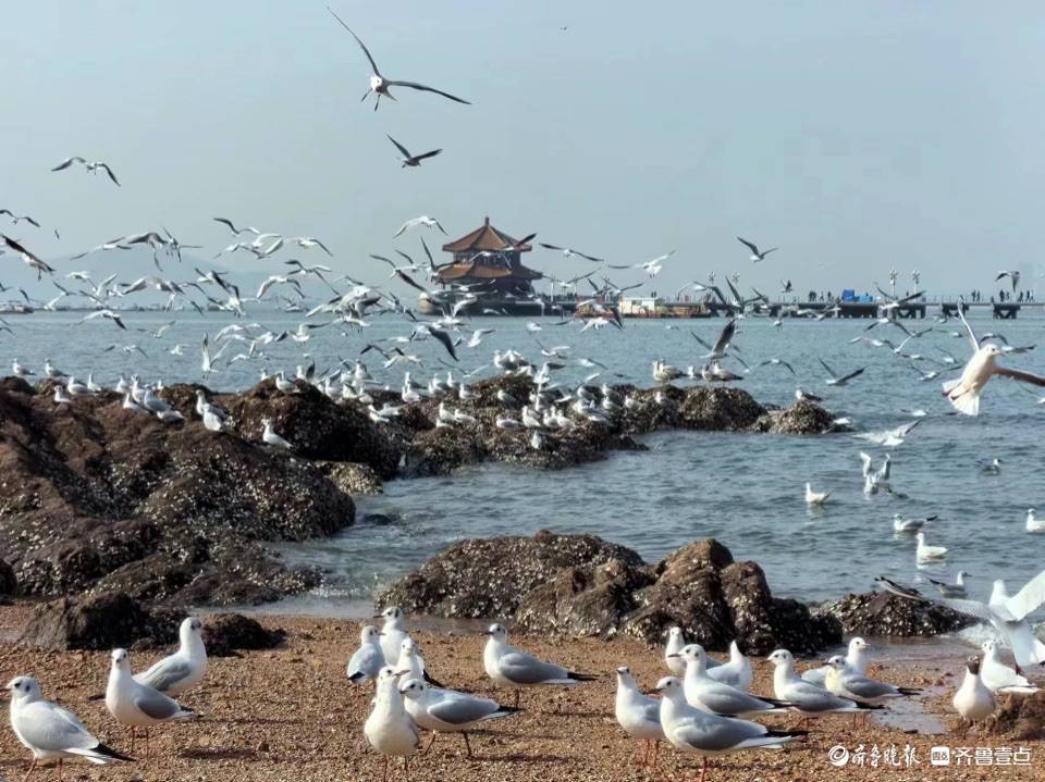 青岛栈桥海鸥图片高清图片