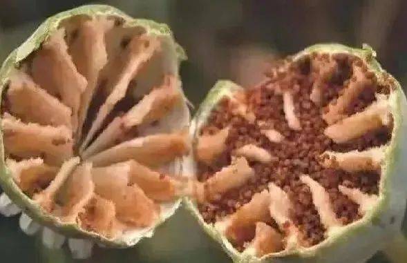罂粟_种植_毒品