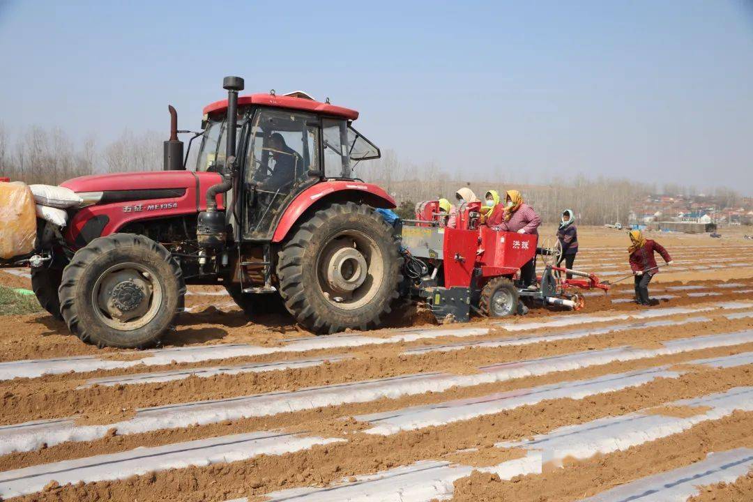 【乡村文化振兴】岚山区黄墩镇:土豆播种忙,开启新篇章_种植_崔家