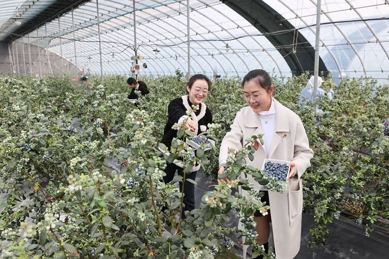 连云港赣榆区:蓝莓成熟季 游客乐采摘