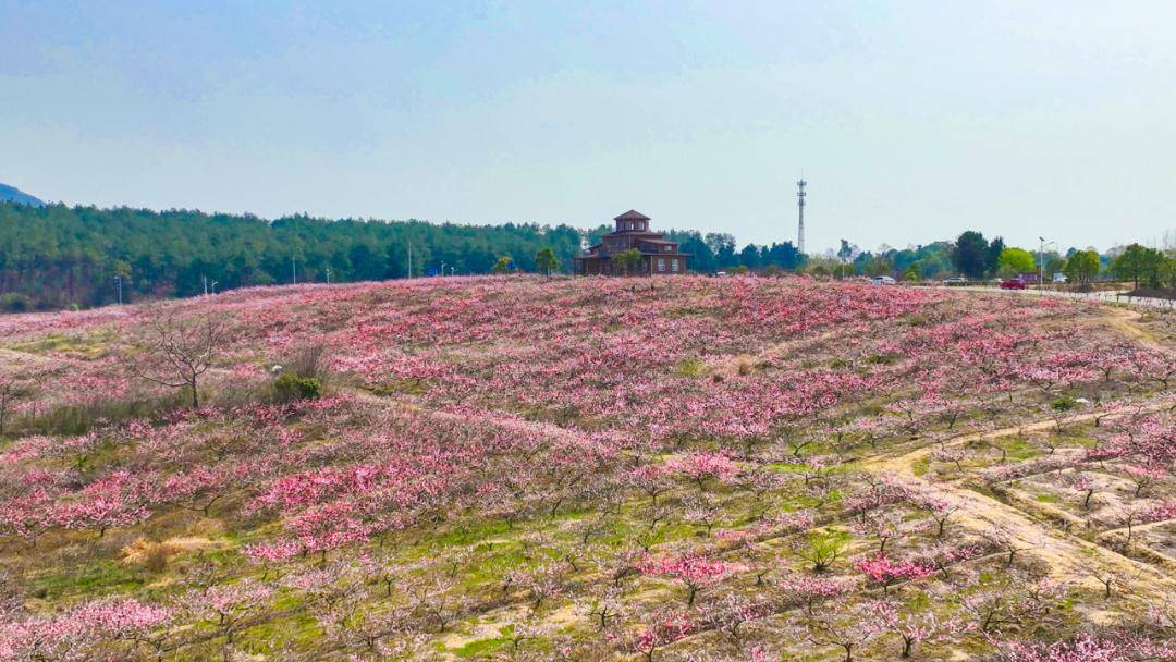 汇源农谷体验园是植物科普大观园,春天,园内的桃花争奇斗艳,花开时节