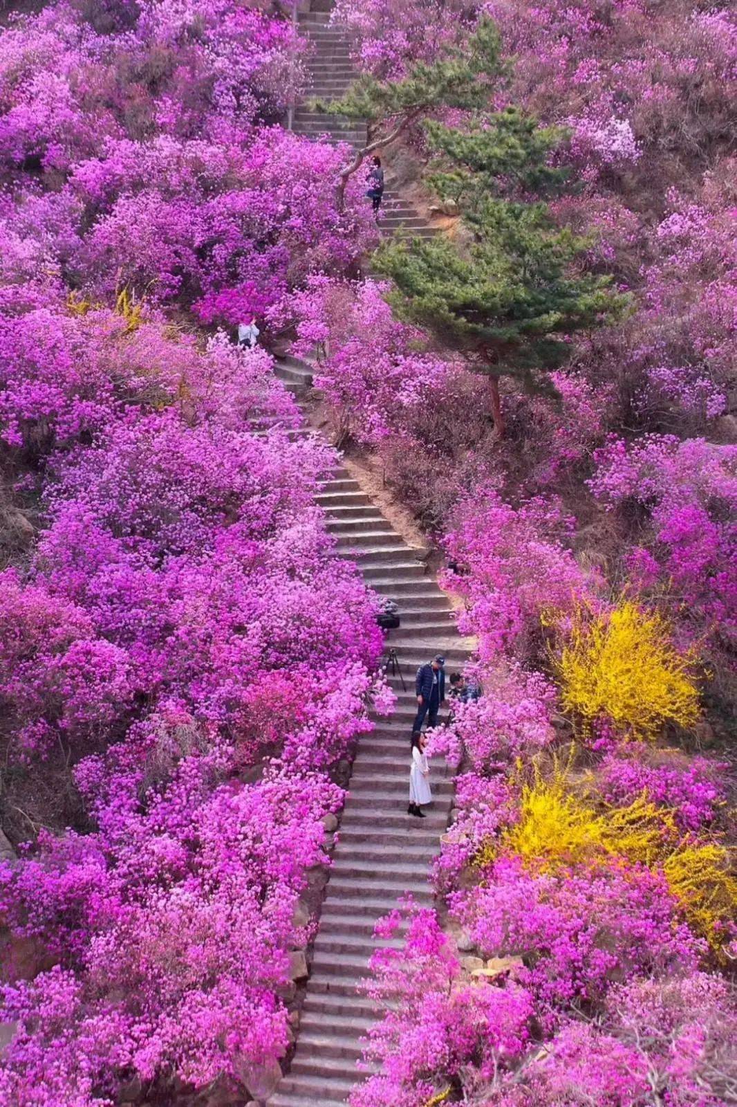 大珠山风景区介绍图片