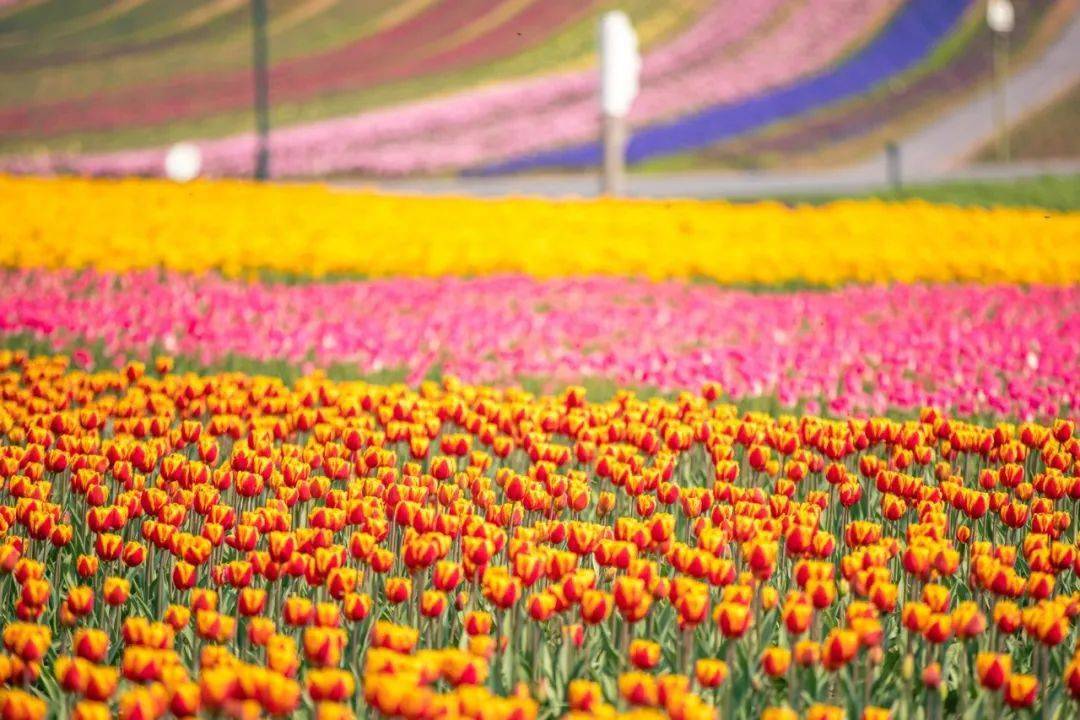 汝南郁金香花海图片