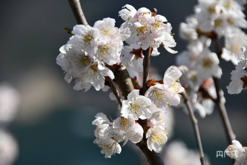 樱桃花图片大全宾莹图片