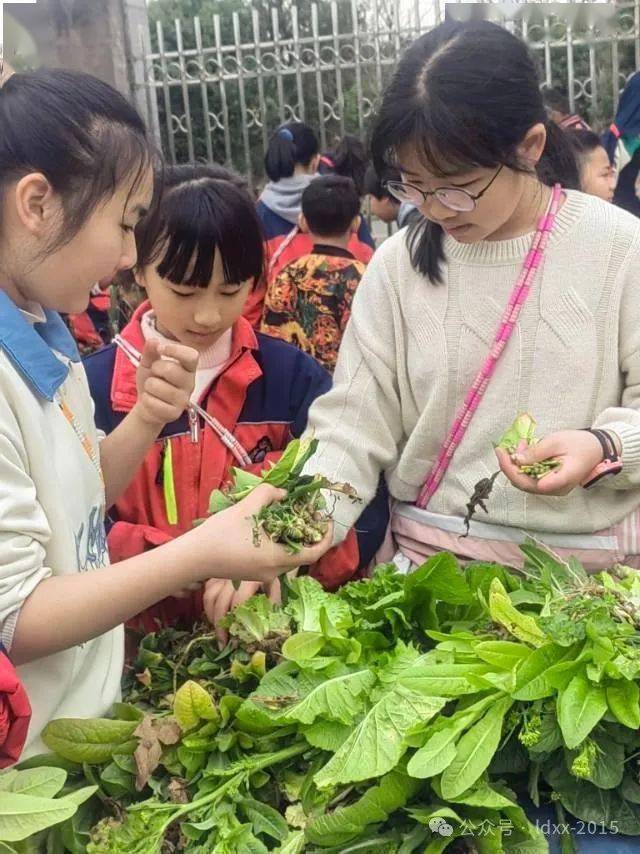 善美61活动除草护绿净校园劳动实践促成长离堆小学开展拔草护绿活动