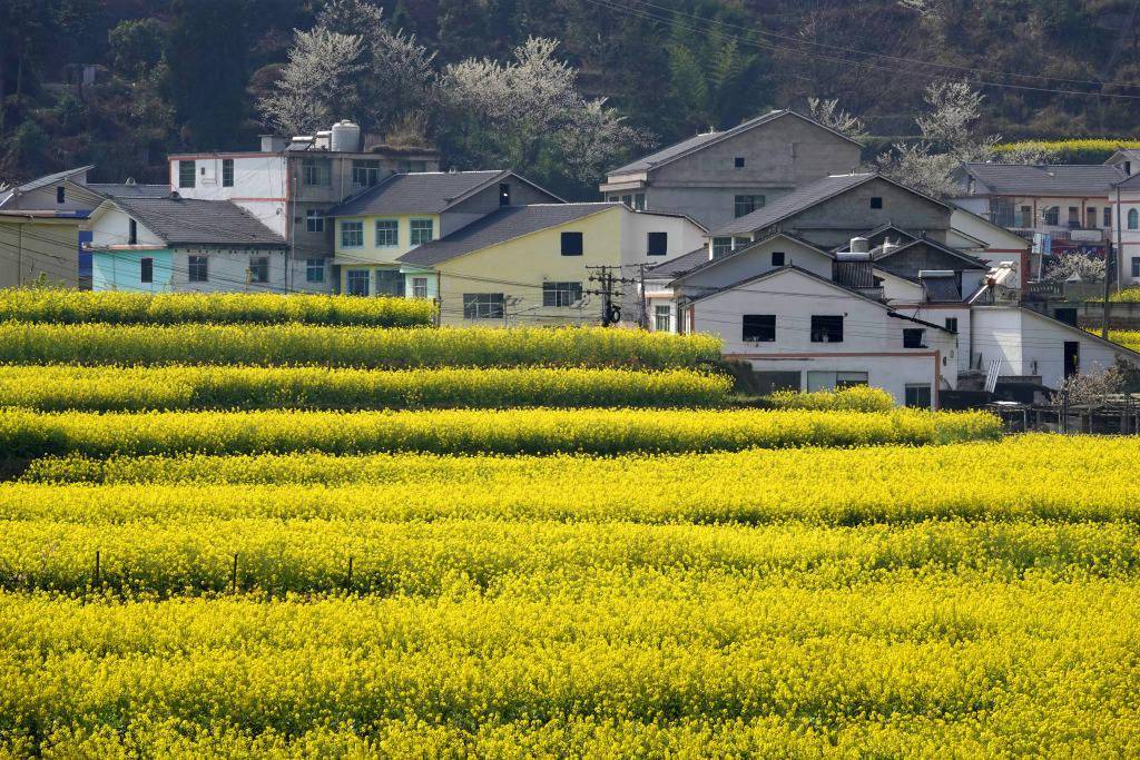 油菜花开遍南方田间花海绘成秀美春日图景