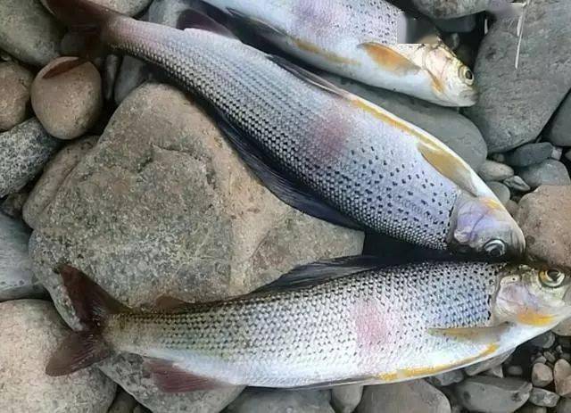 额尔齐斯河飞钓"花翅子"此鱼被誉为溪流里的女士