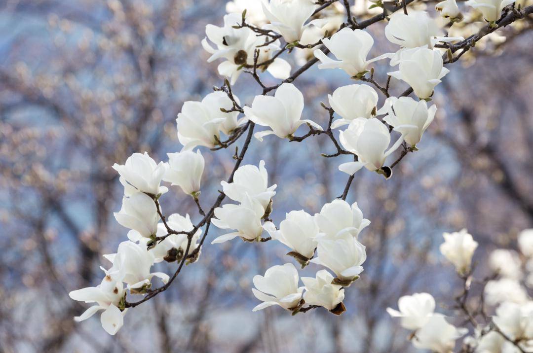 周末去哪玩 | "市花"白玉兰花期短暂,速来这些点位观赏~_公园_地址