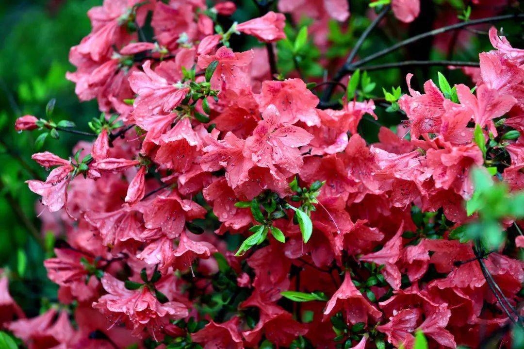 杜鹃花07在南漳县九集镇施家沟村,油菜花花开时节,从空中看去,金色的