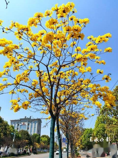 黄花风铃木说说图片