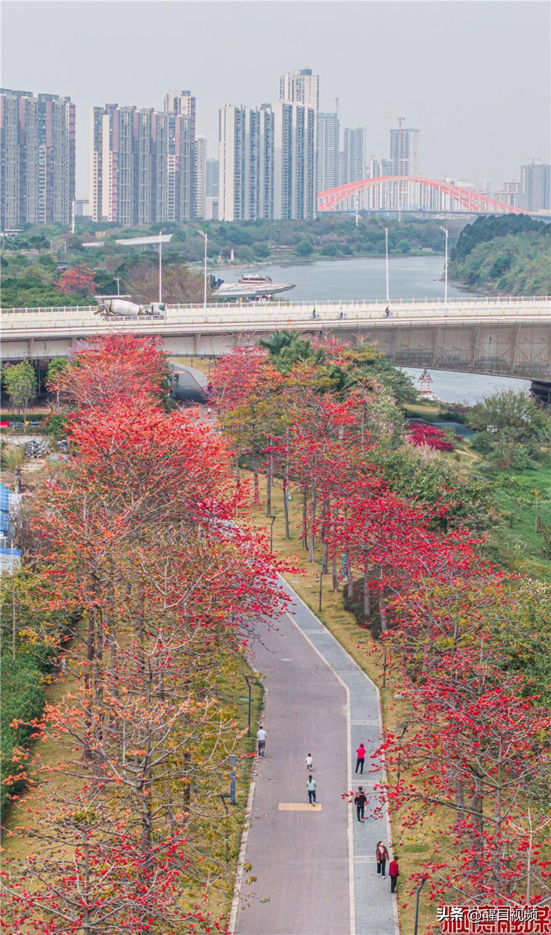 顺德市市花图片