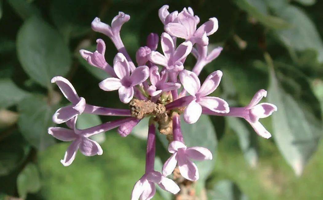 通常我们在小区或者公园见到的都是心形叶的大花白丁香或紫丁香,但