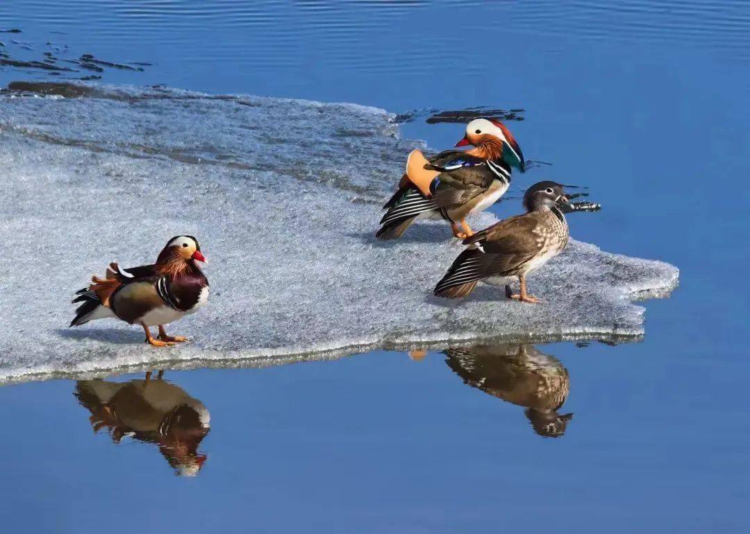 众多候鸟中苍鹭和鸬鹚均属于国家二级保护动物,是黑河市的"常客".