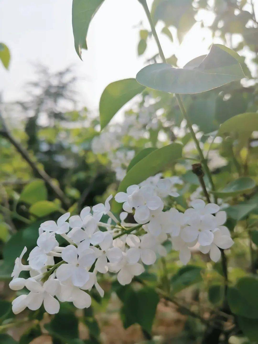 春日限定山大校园赏花攻略