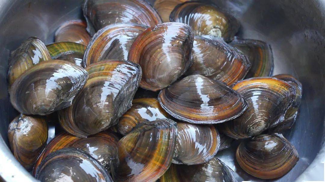 客家山区这种野味,味道鲜美营养丰富,城里人想吃都吃不到_河蚌_胡椒粉