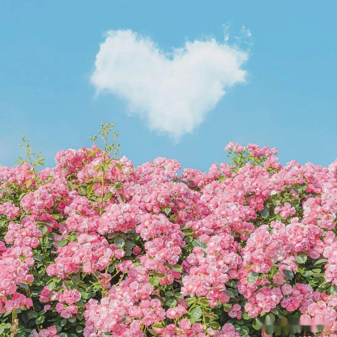 拍春天风景,用手机摄影,新手也能拍美也能学会_画面_的花海_方式