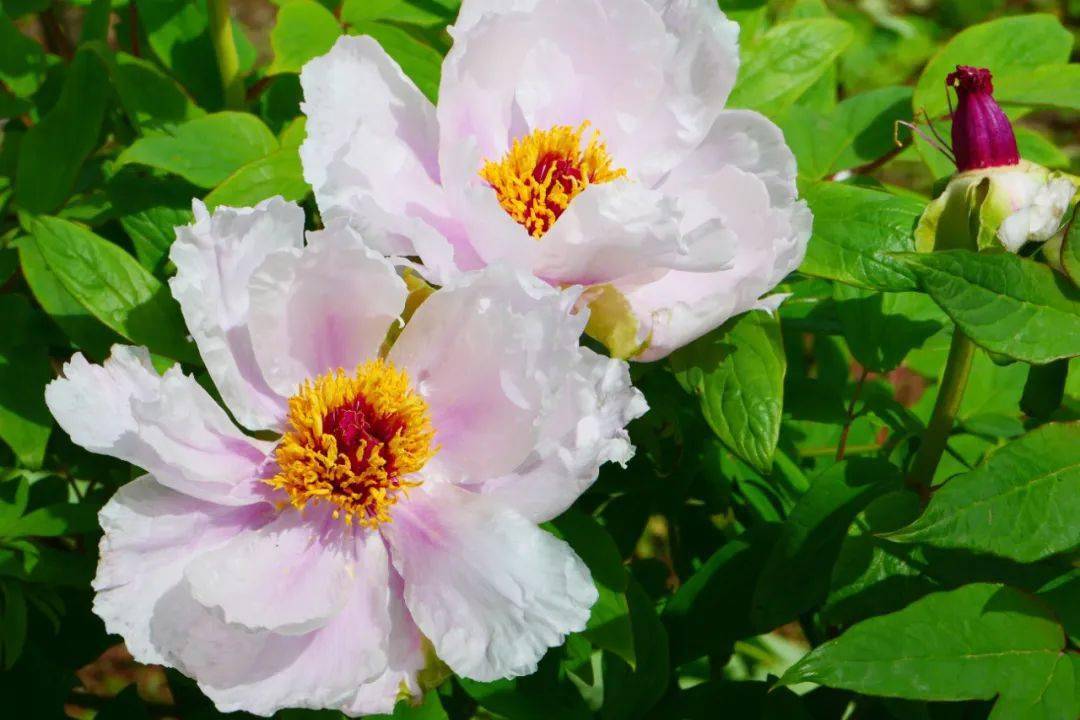 建议收藏襄阳春季赏花攻略来了