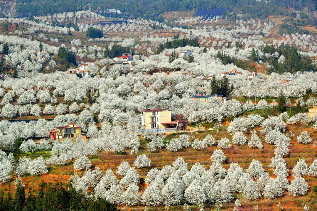 宾阳白岩村梨花图片