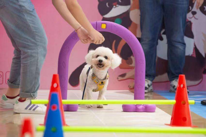 宠物高萌瞬间活动开始2024年常州万帮奔驰第二届萌宠活动来袭来为萌宠