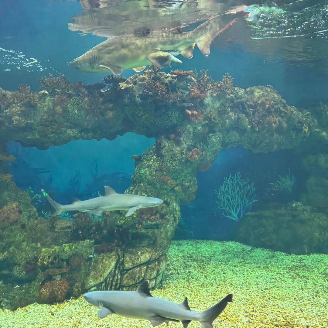 奔赴春光 畅游海昌——一中心小学一三五年级开展春游实践活动_海洋