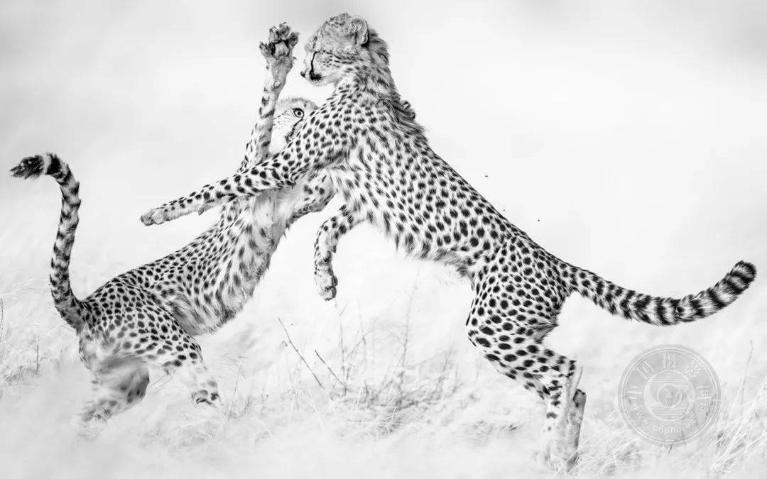 原创业余组2023年国际黑白摄影大奖赛野生生物类获奖作品公布下