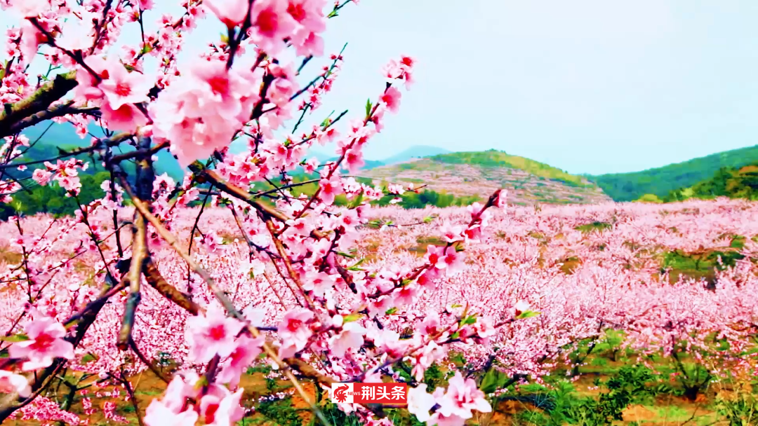 盛世桃花看石首!今天,浓情启动→_旅游_知音_荆州市