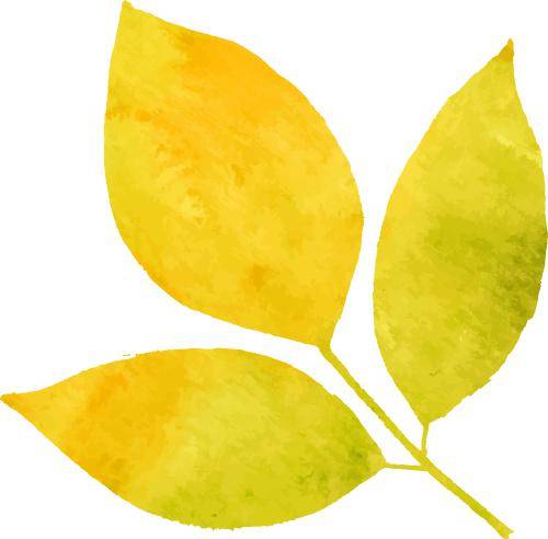 春来尝春菜这五种春菜好吃又健康