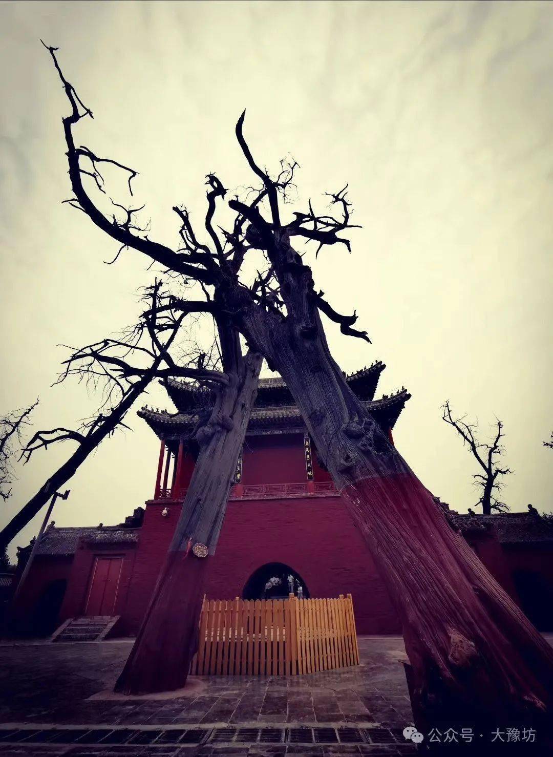 太昊陵柏遐思_柏树_伏羲氏_中华民族