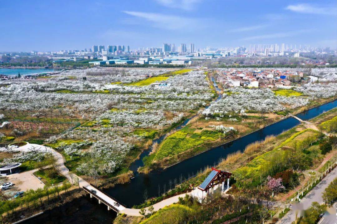 第29届中国·砀山梨花节亮点抢先看~_活动_梨园_景区