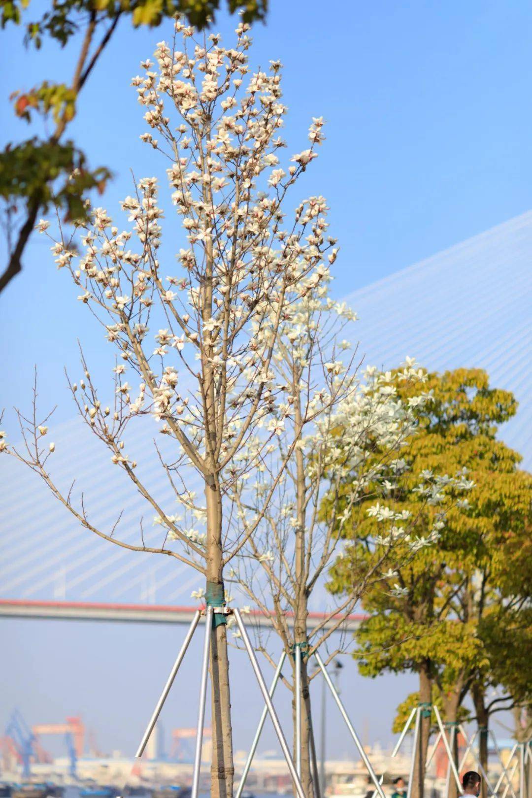 市花白玉兰绽放快来这些点位观赏吧