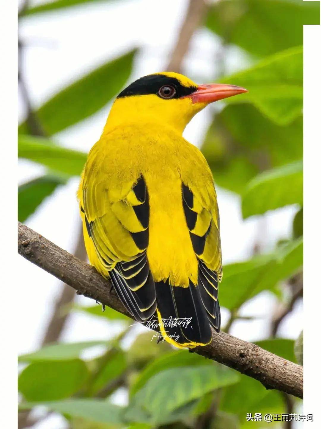 七律·春夜闻啼_柳杨摇_杜鹃_蝴蝶