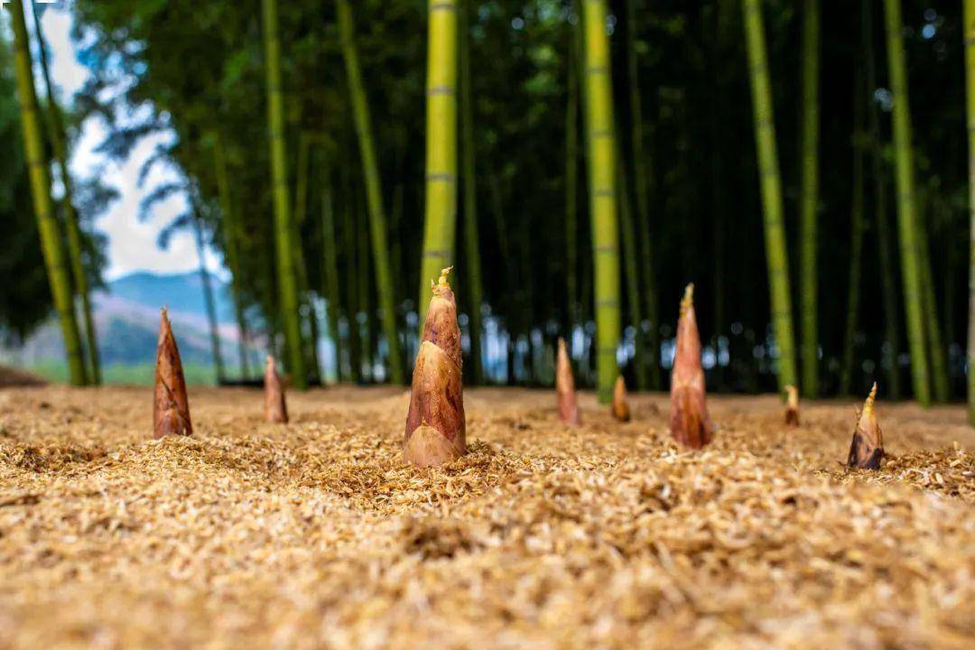 夺……夺笋啊_竹笋_冬笋_竹林