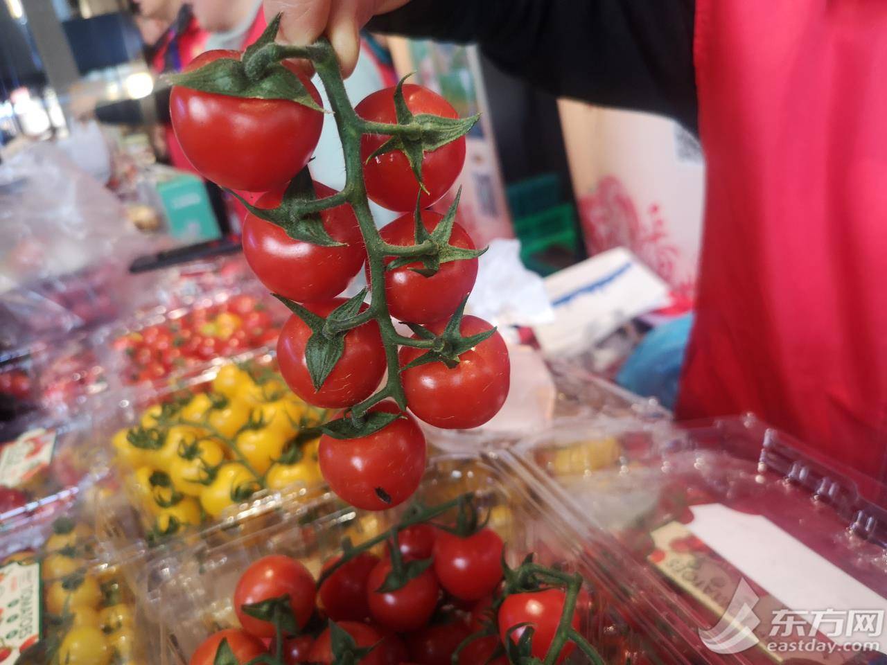 色彩缤纷口感各异2024年金山番茄节开幕