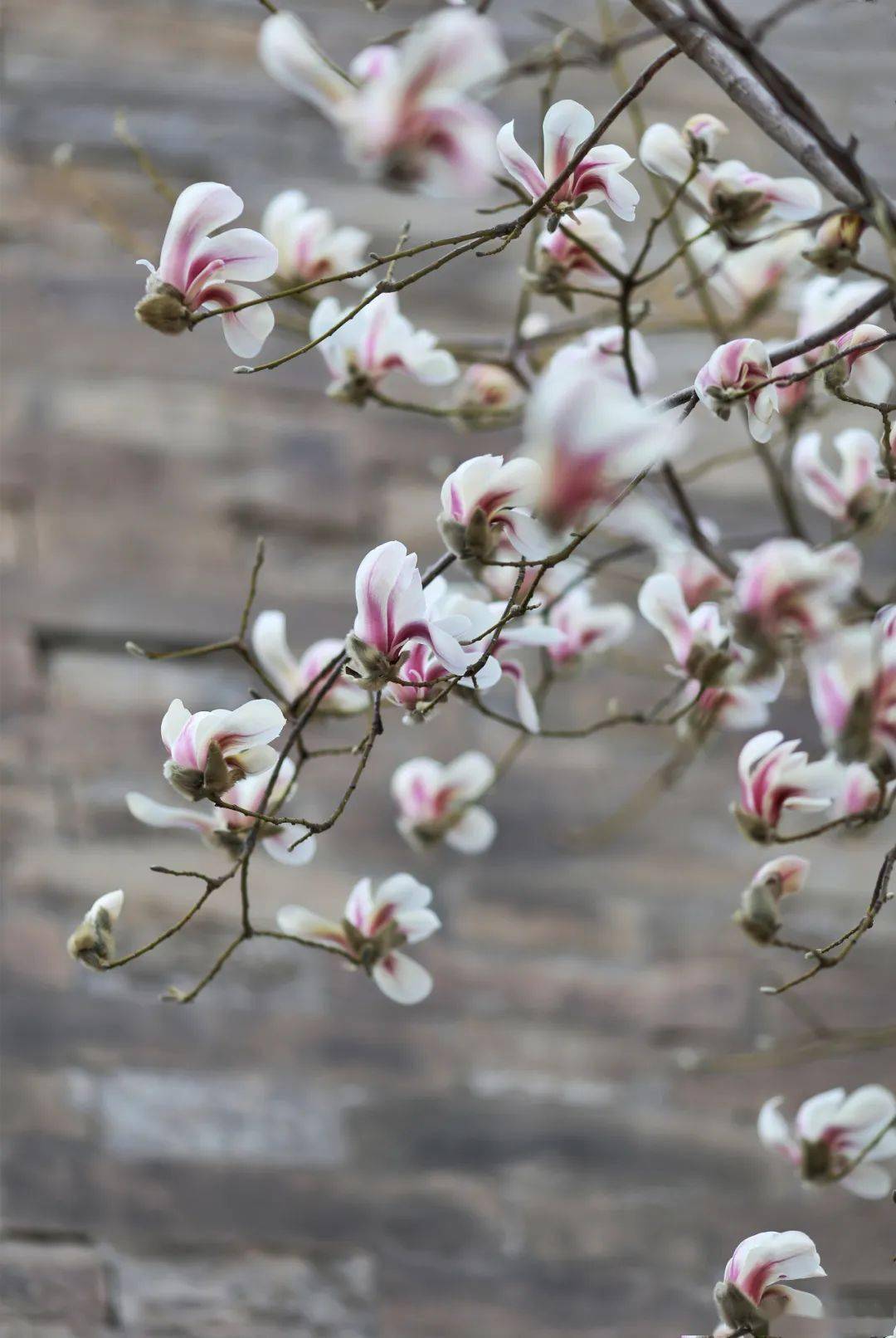 (图源:微博wwbbjj)玉兰盛放,满载浪漫与温柔舒展的花枝随风飘舞着在