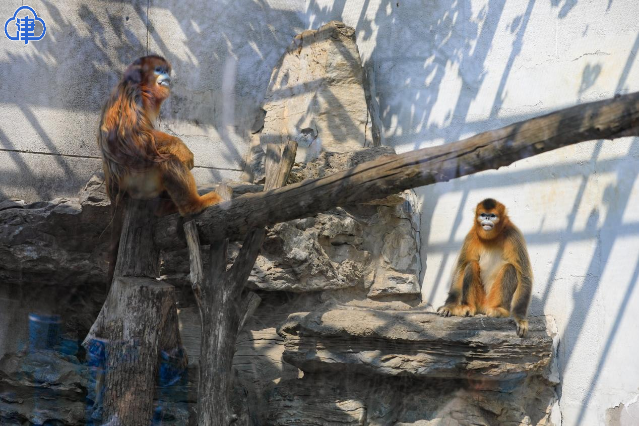 天津动物园两只金丝猴成功相亲