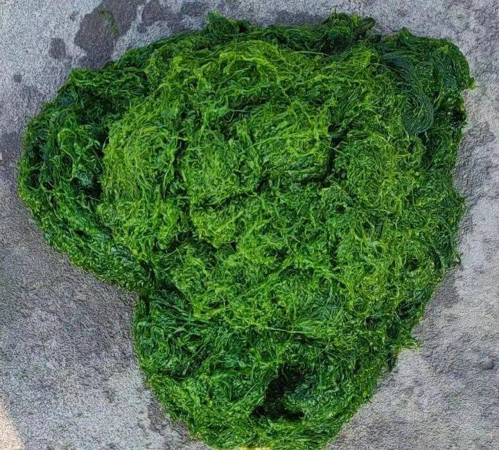 有人一天赚六七百_海苔_苔菜_村民