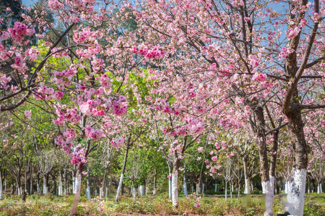滨湖湿地公园樱花谷图片