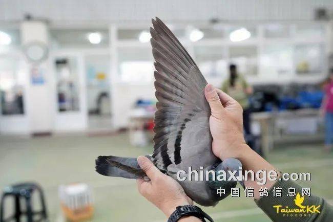 鸽讯归巢率仅2两羽台湾南海双关综合鸽王