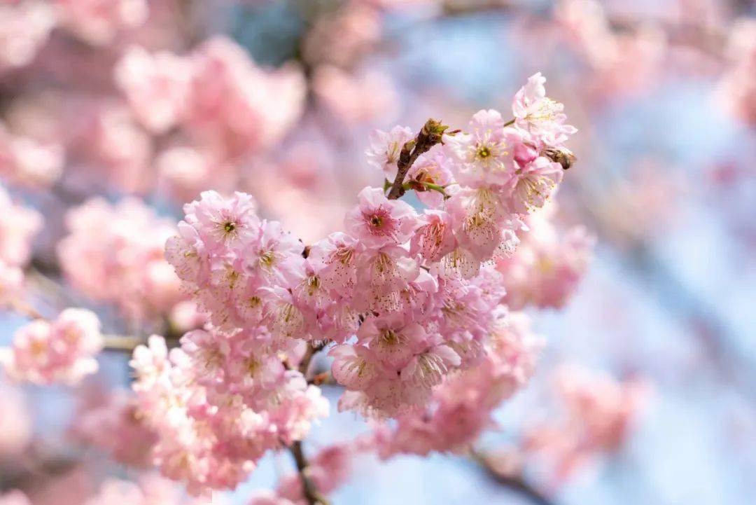 100句春花诗词:一朝春雨落,十里春花开