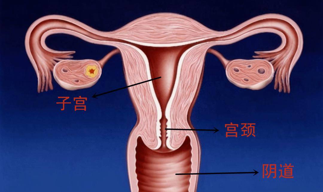 正常宫颈图口图片大全图片