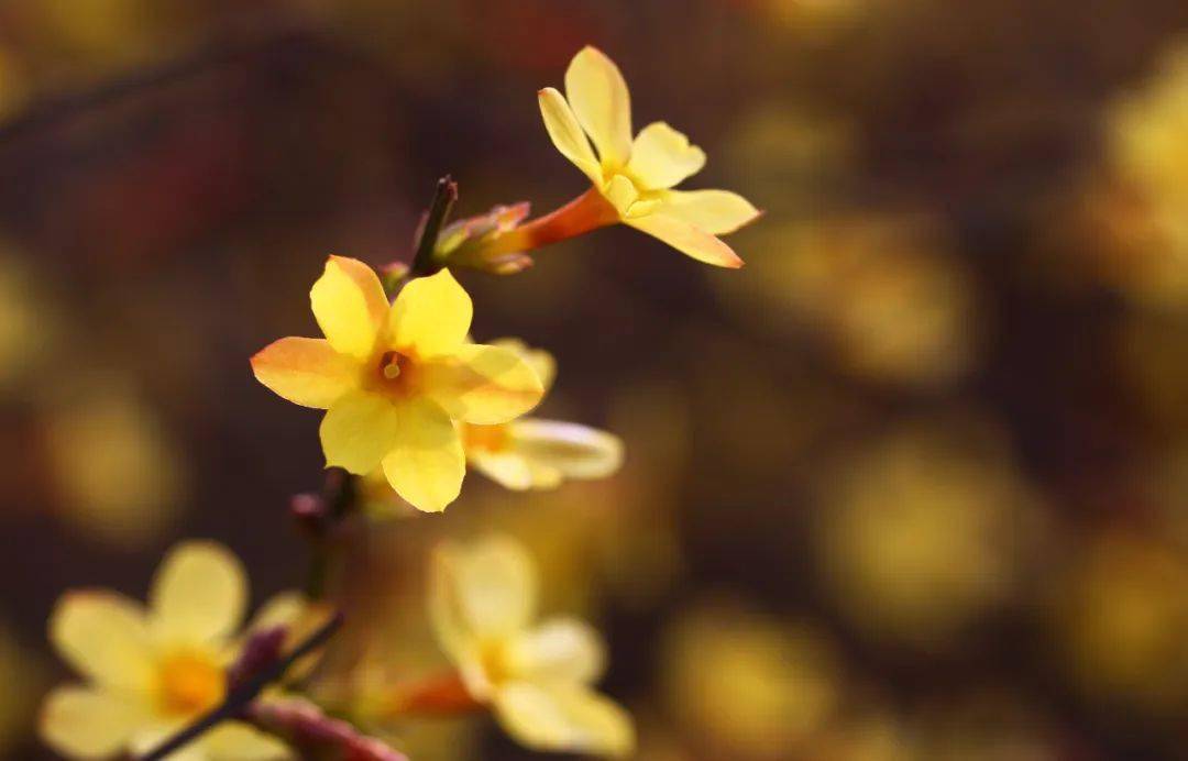 云帆诗会2024年第十二期总第625期