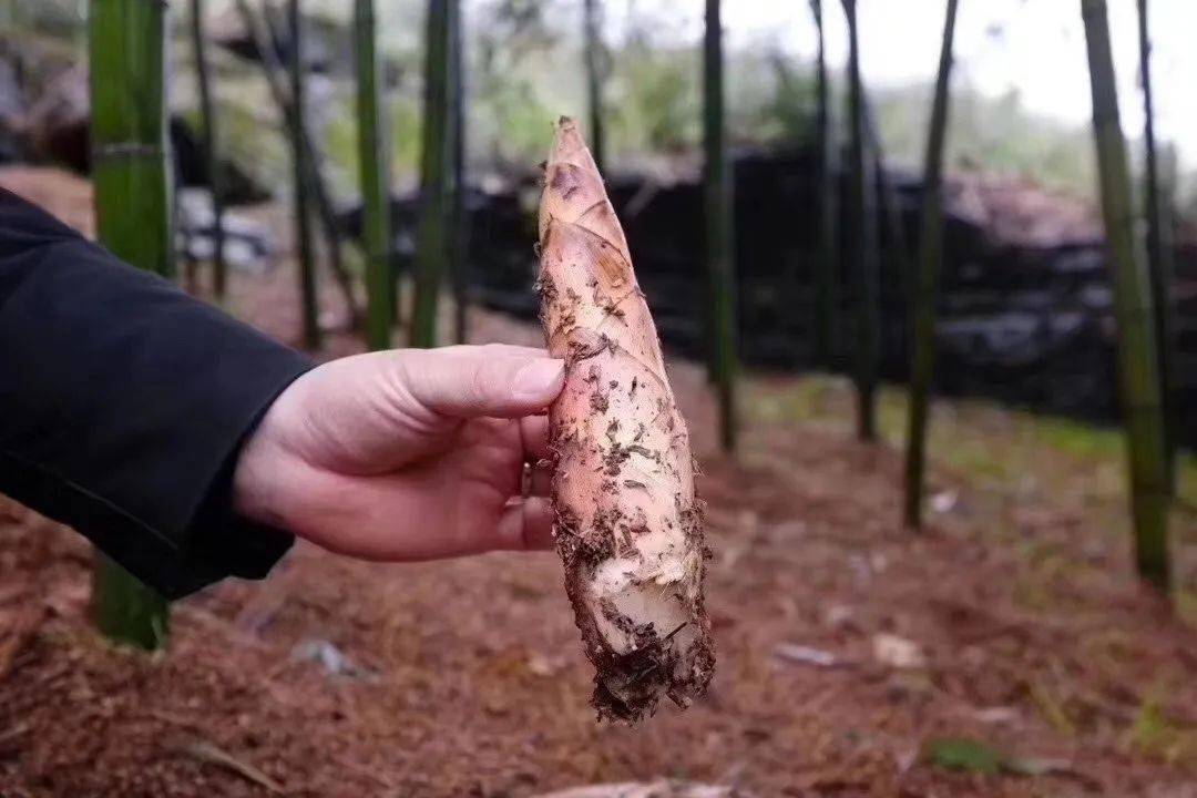 雷波笋图片