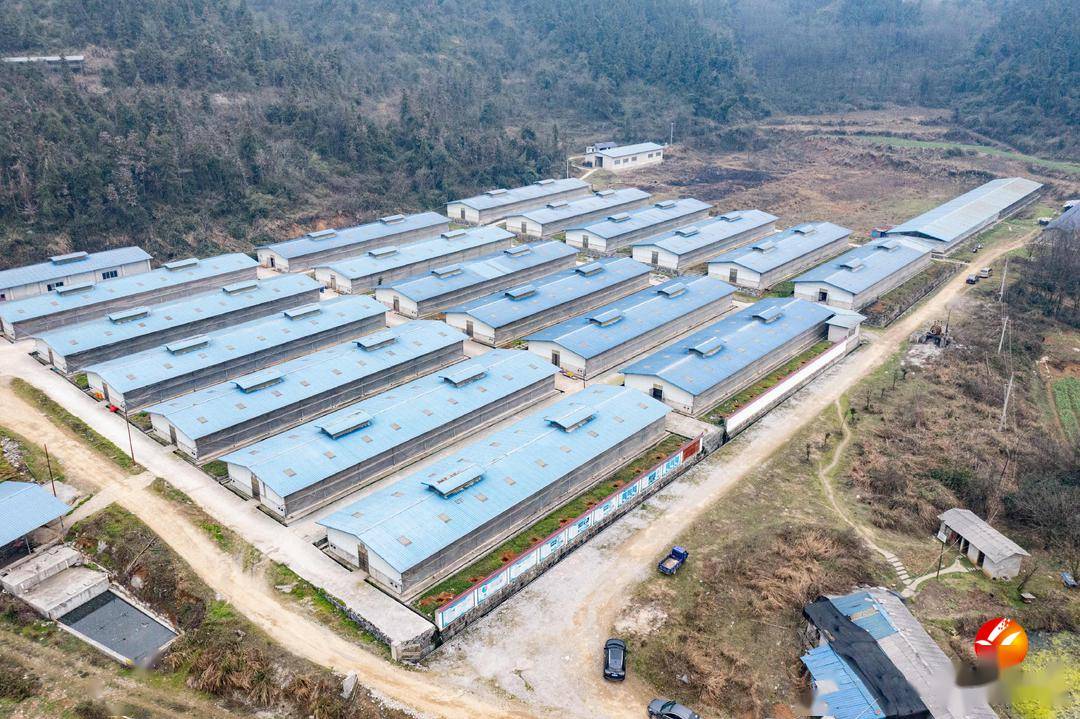 肉鸽生产基地,一字排开的鸽笼整齐地向鸽棚深处延伸,养殖人员在鸽棚