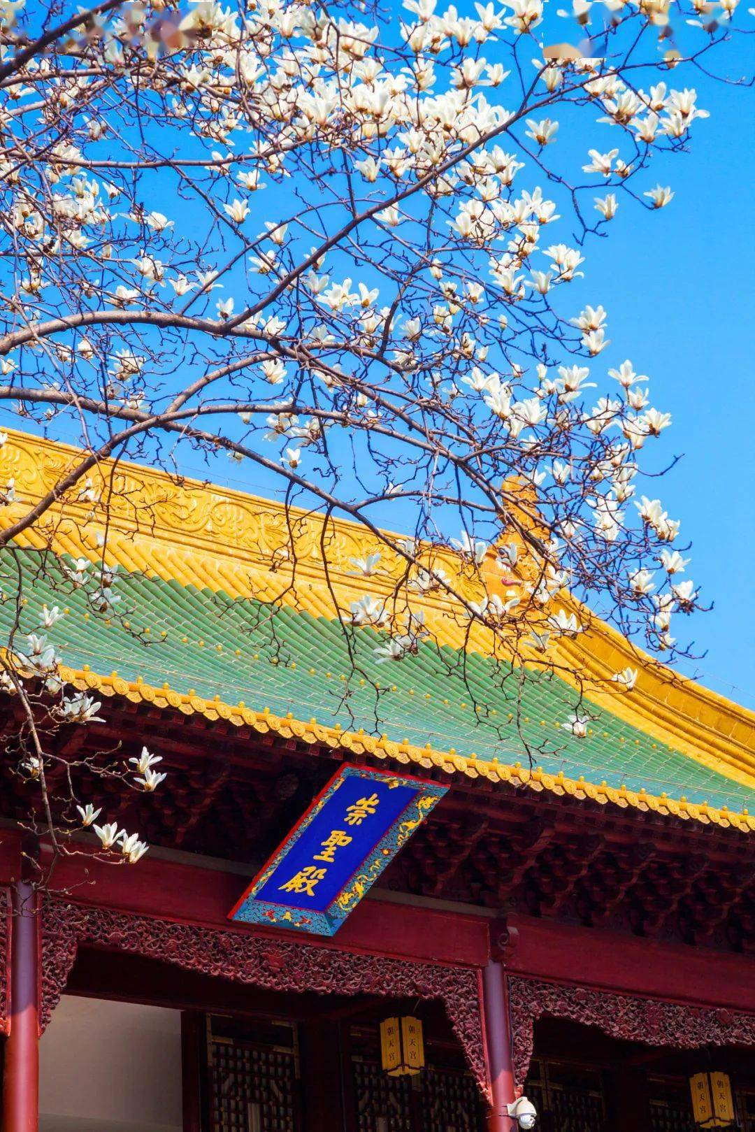 郁金香_玄武湖_枝头