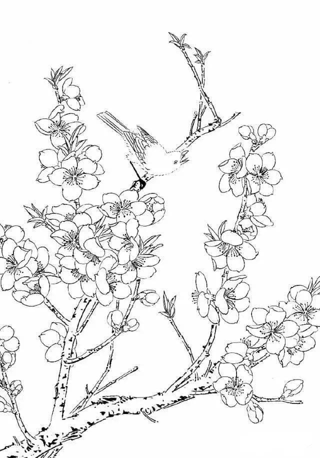 工笔桃花白描,美_国画_合作_教程