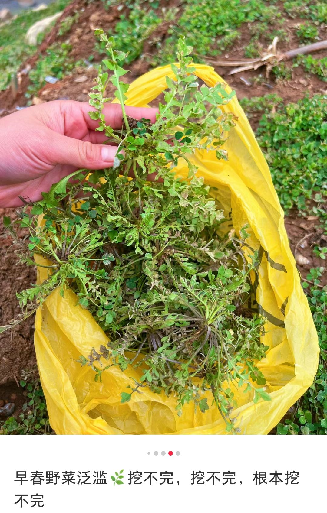 不要吃!紧急提醒_有毒_野菜_食用者
