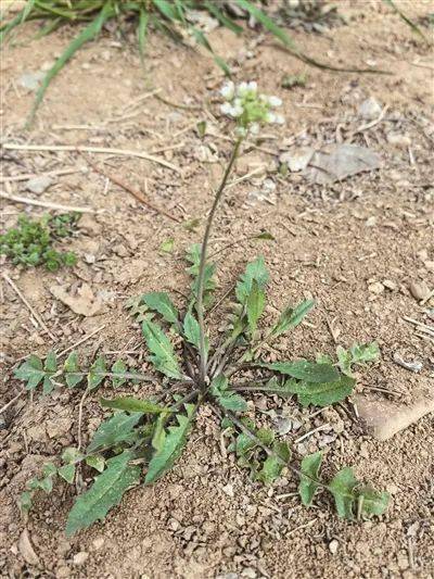 野菜新鲜上市 春天的味道您尝了吗?